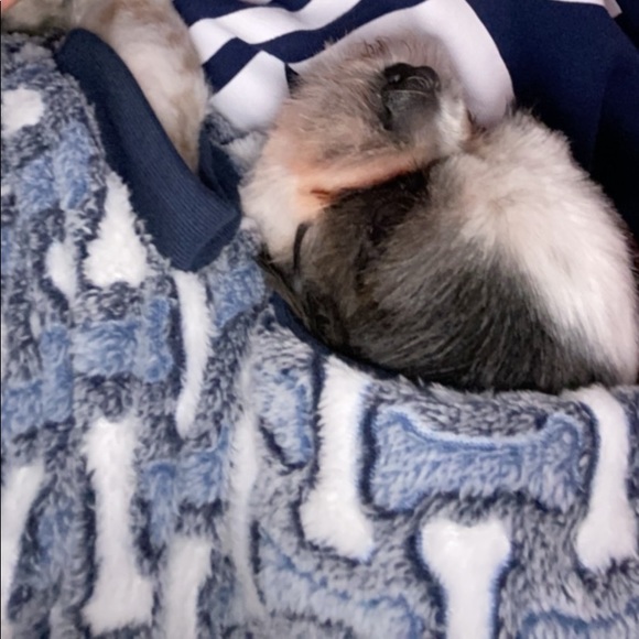 Meet your Posher, Ruby - Picture 1 of 1